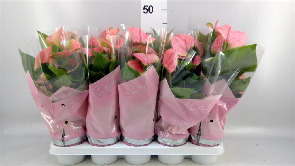 Anthurium Sweet Dream 12Ø 40cm