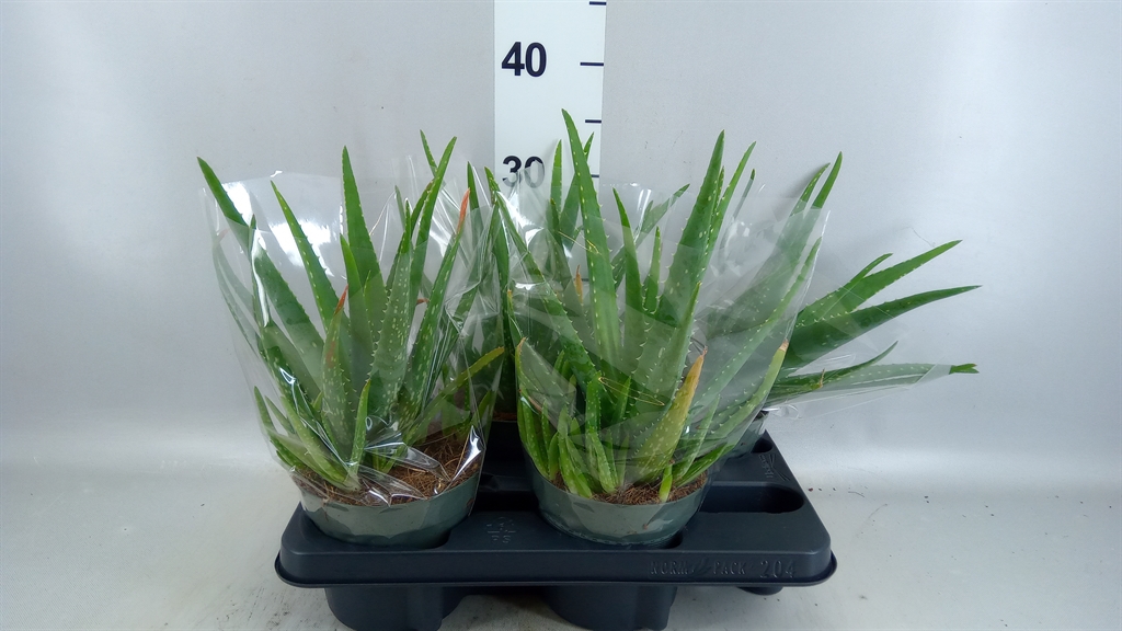 Aloe Vera 14Ø 30cm
