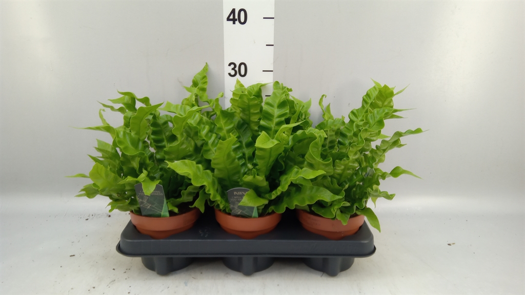 Asplenium Nidus Crispy Wave 12Ø 25cm