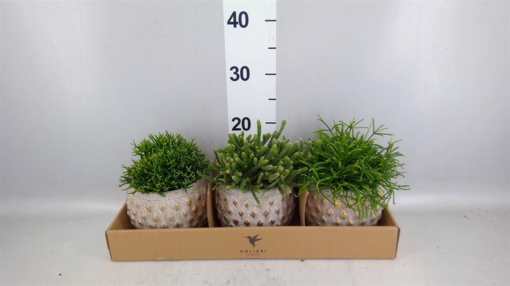 Rhipsalis Mix 12Ø 23cm