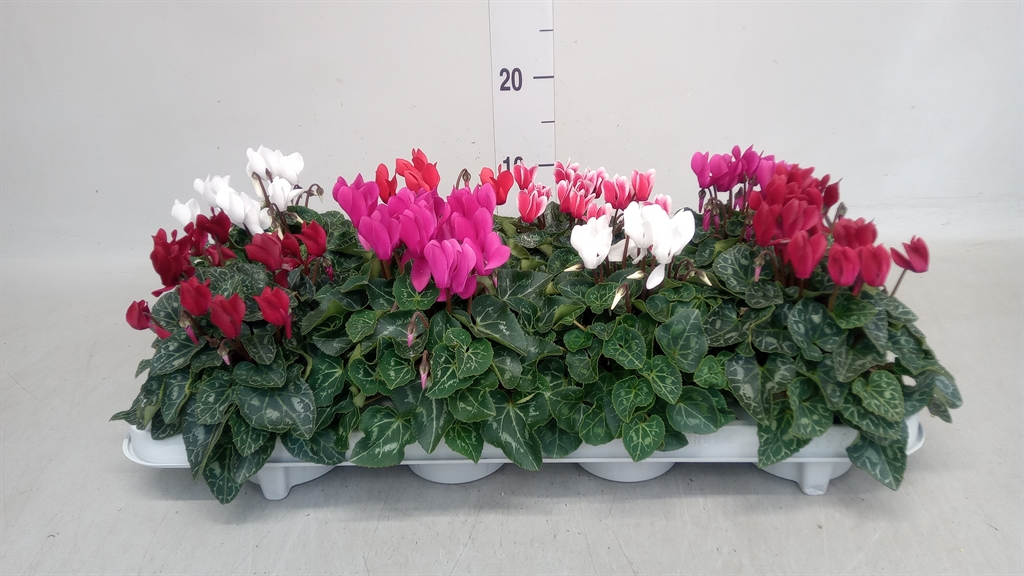 Cyclamen Super Serie Verano 11Ø 18cm