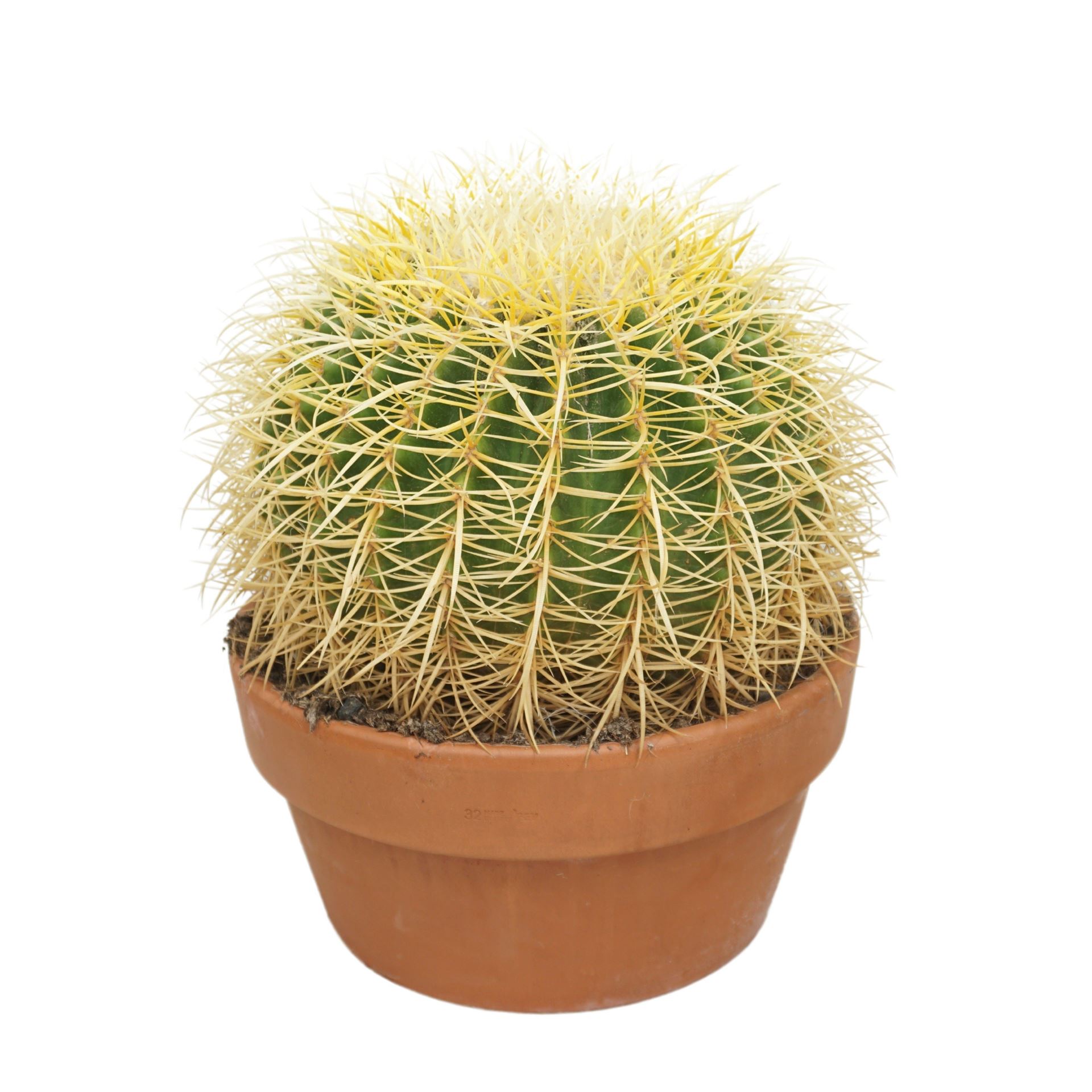 Echinocactus Grusoni 32Ø