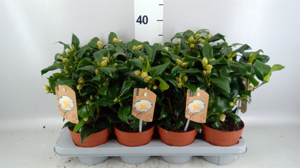Camellia Japonica Brushfields Yellow 13Ø 35cm