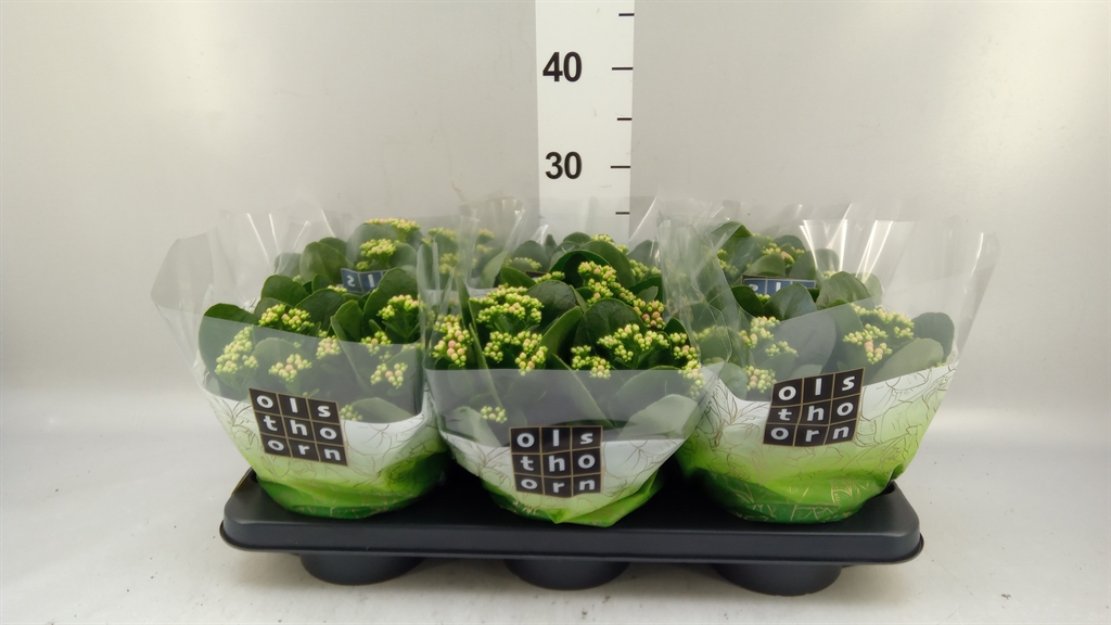 Kalanchoe Double Weaver Bicolor 15Ø 24cm