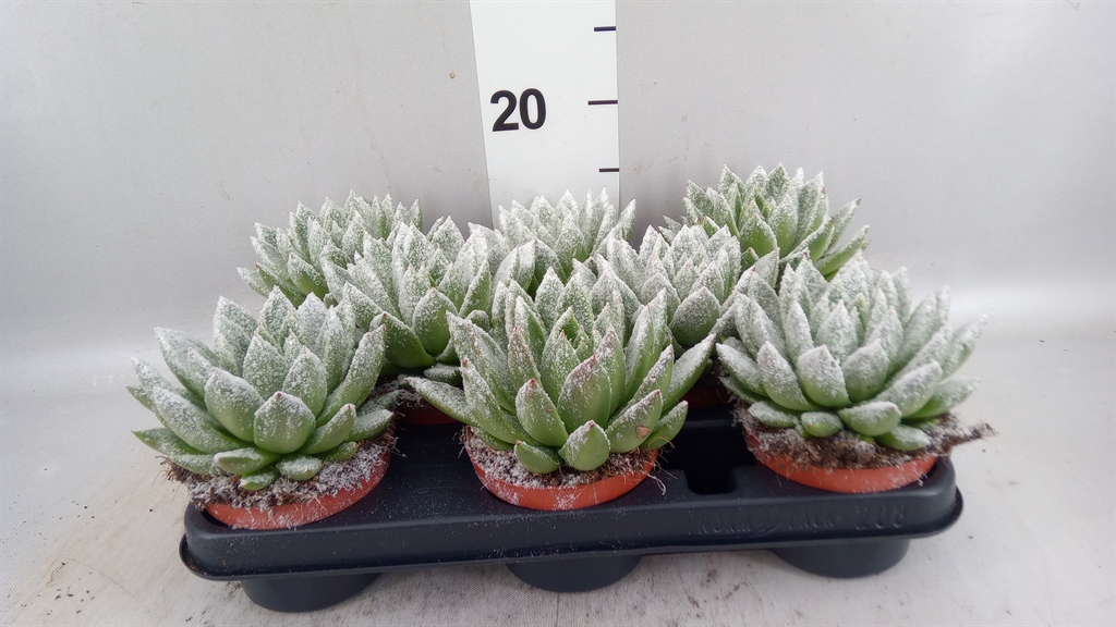 Echev Miranda
