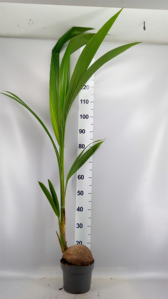 Cocos Nucifera 19Ø 140cm