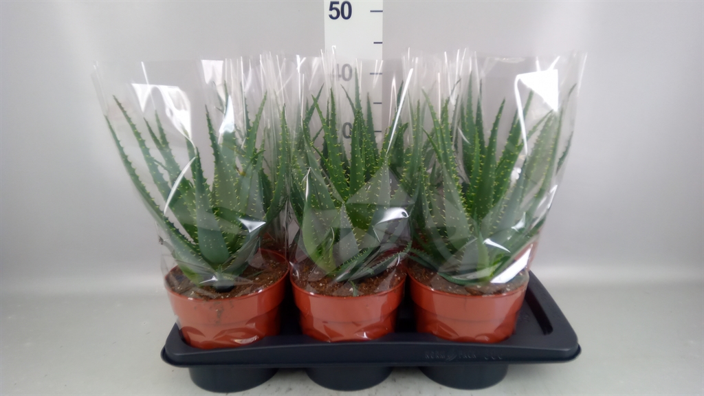 Aloe Arborescens 17Ø 40cm