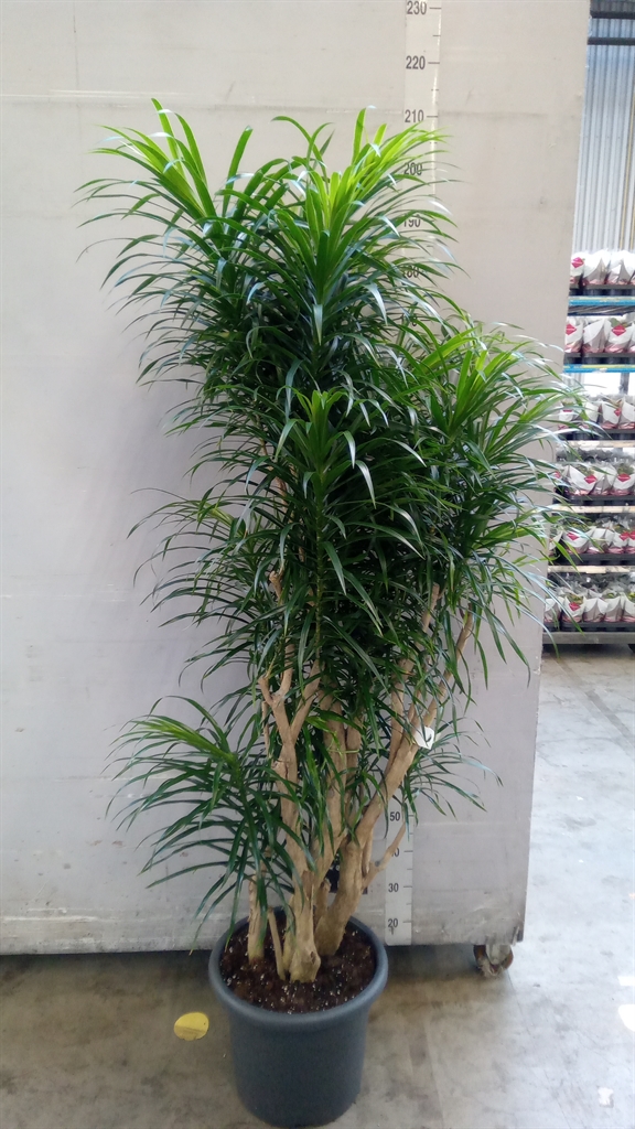 Dracaena Anita 40Ø 200cm
