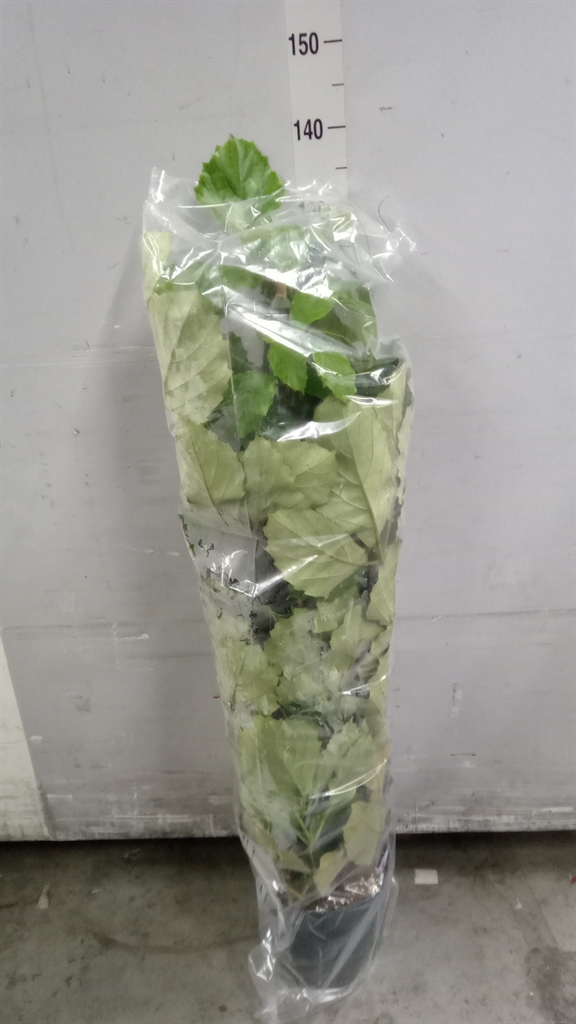 Tetrastigma Voinieri 24Ø 120cm