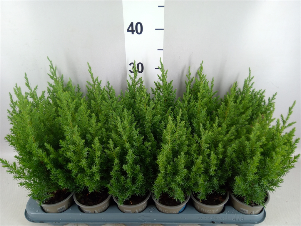 Juniperus Stricta 9Ø 25cm