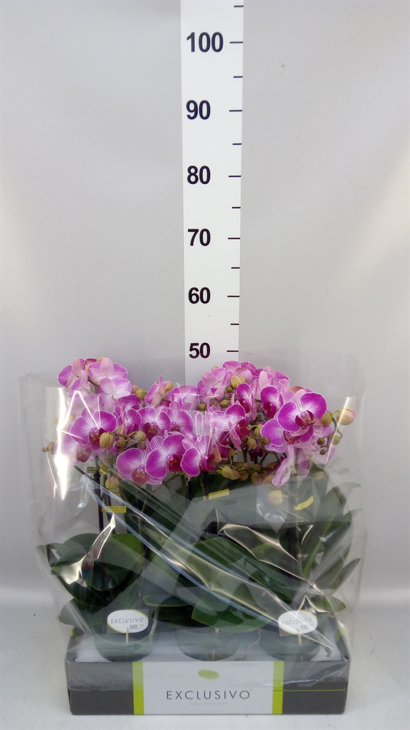 Phal Mf Ov Roze 12Ø 45cm