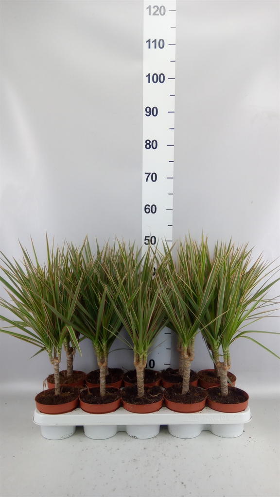 Dracaena Bicolor 12Ø 45cm