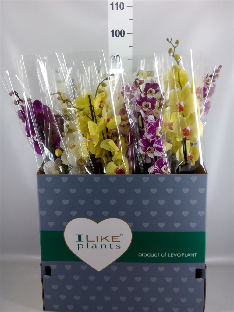 Phalaenopsis Mix 12Ø 75cm 3st