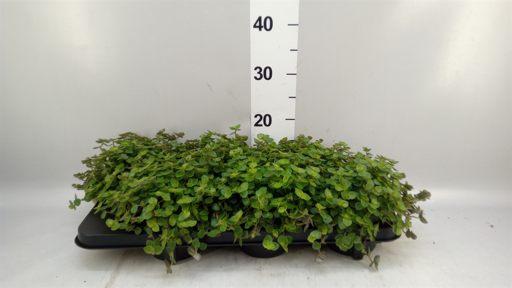 Callisia Repens 12Ø 15cm