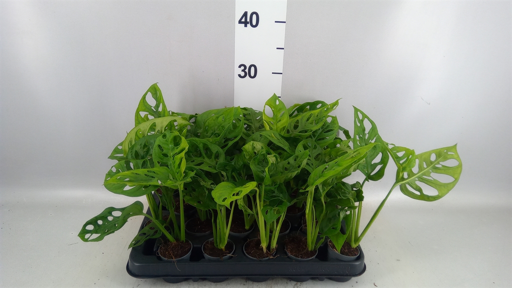 Monstera Adansonii 505Ø 25cm