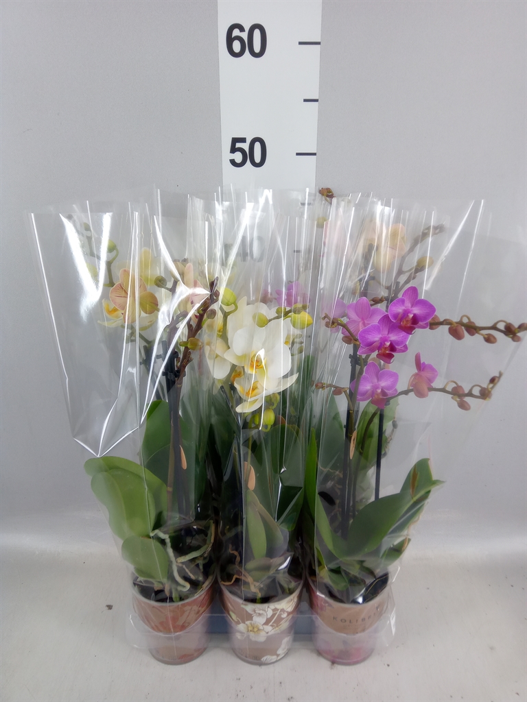 Phalaenopsis Multiflora Mix 5 Colours 9Ø 40cm 2st