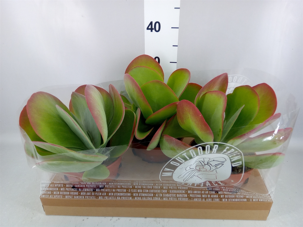 Kalanchoe Thyrsiflora 17Ø 30cm