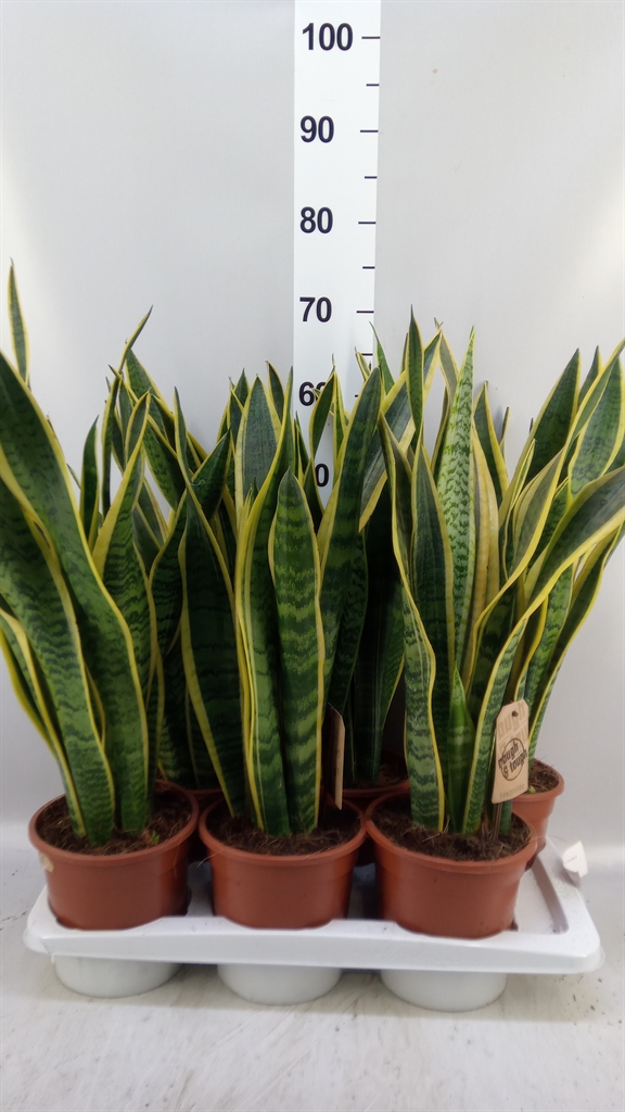 Sansev Laurentii 17Ø 65cm