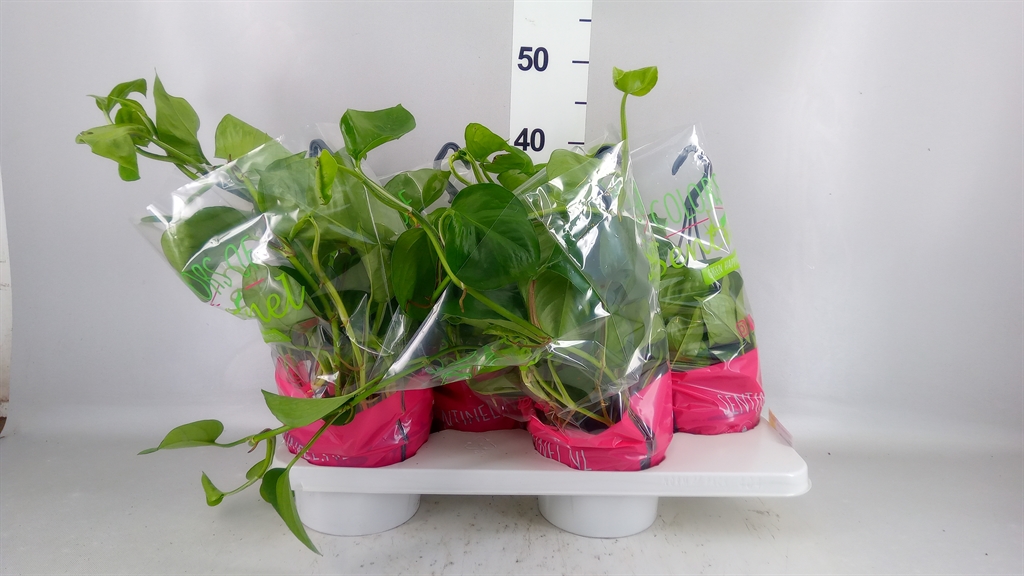 Epipremnum Global Green 15Ø 40cm