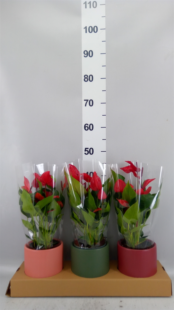 Anthurium Banderola Lava 12Ø 35cm
