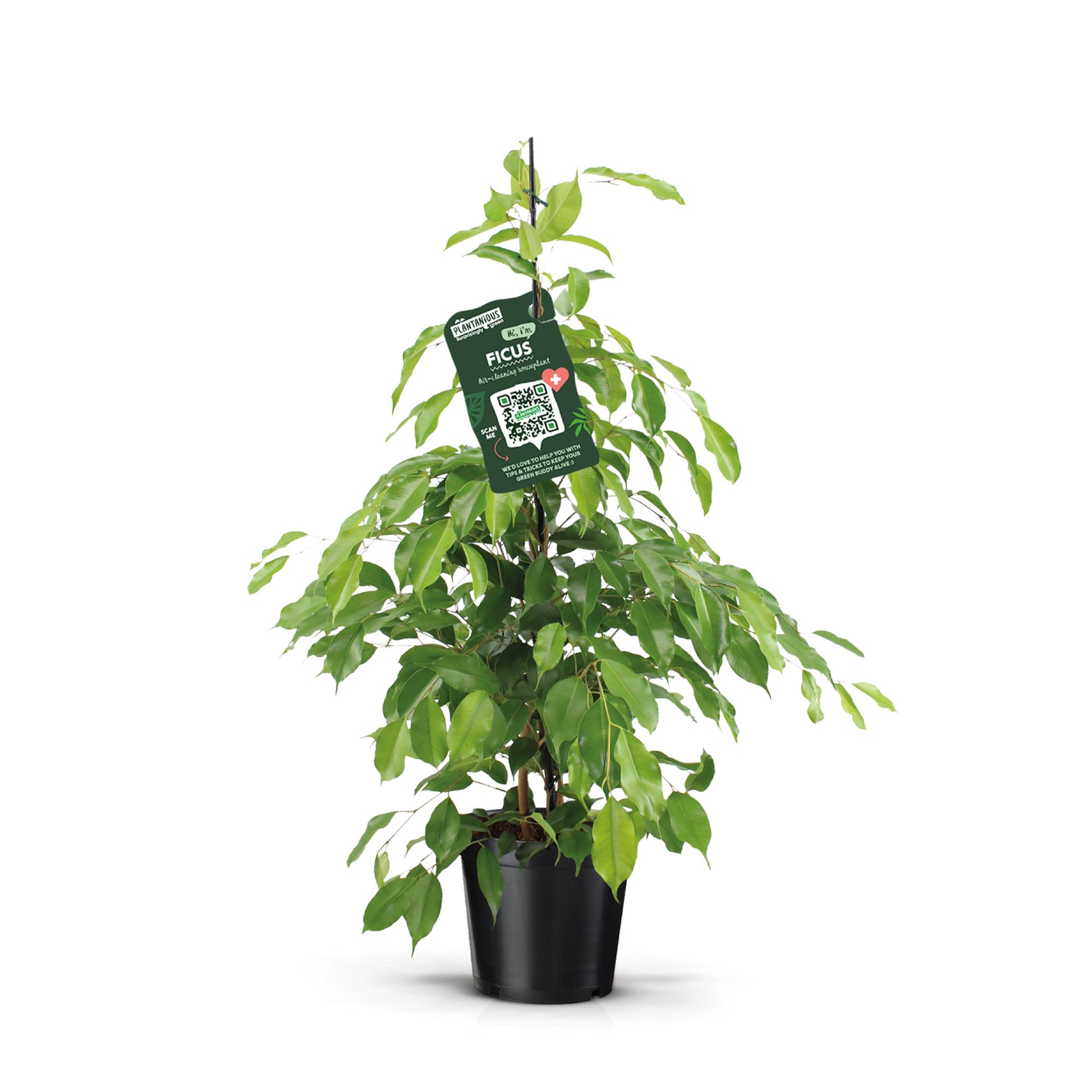 Ficus Benjamina Exotica 21Ø 105cm