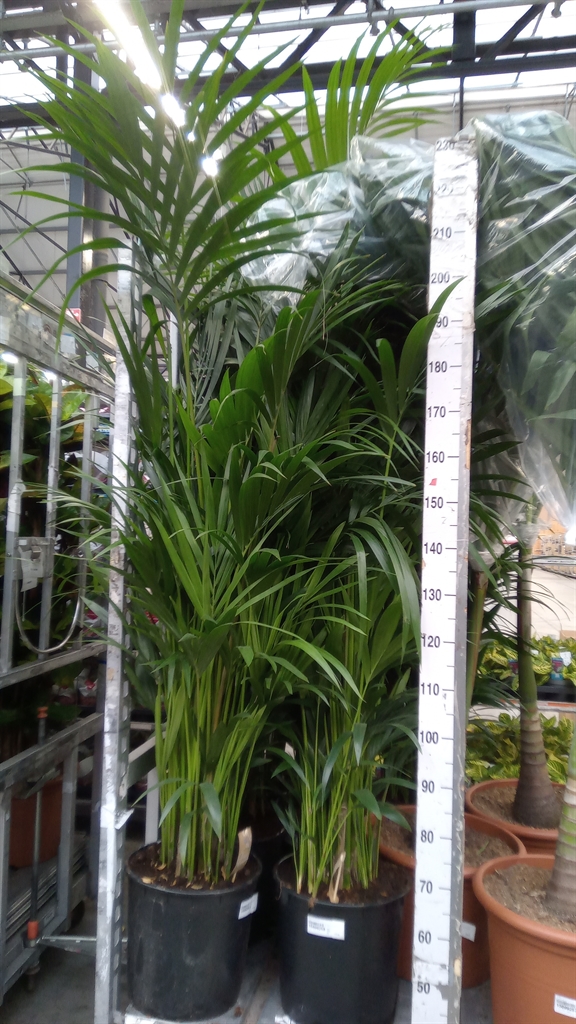 Howea Forsteriana