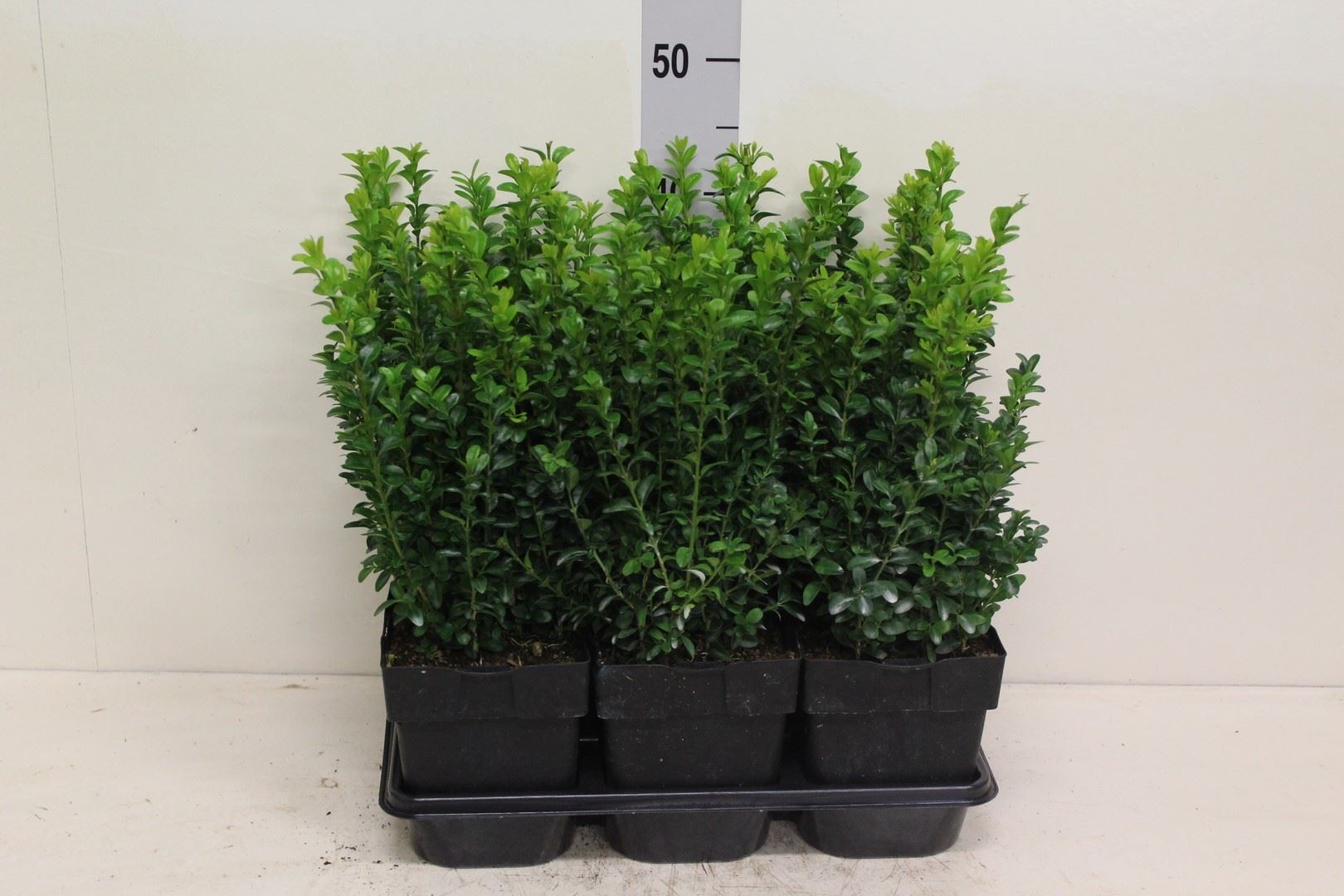 Buxus Sempervirens 17Ø 30cm