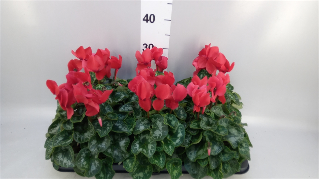Cyclamen Halios 13Ø 30cm