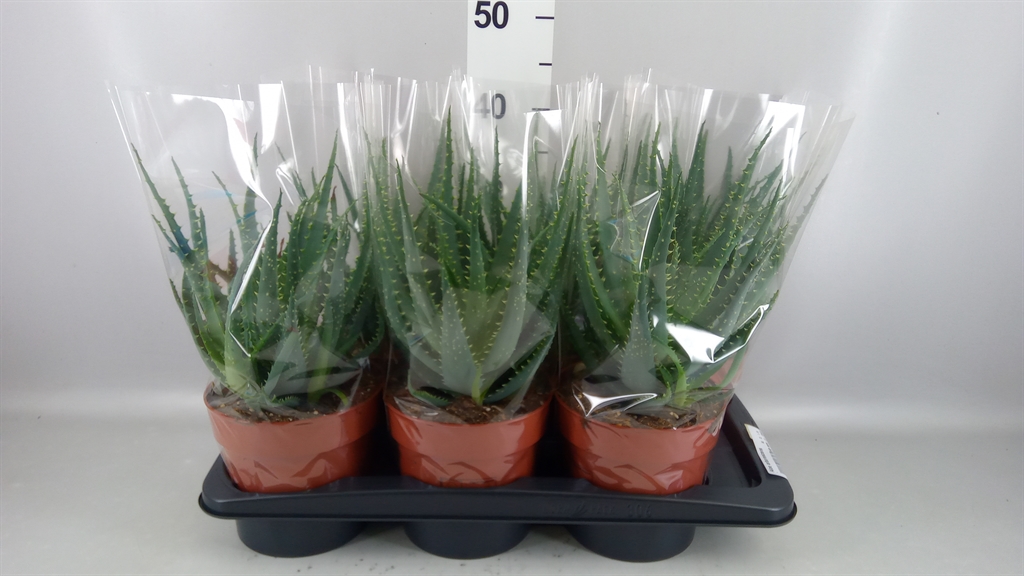 Aloe Arborescens 17Ø 40cm