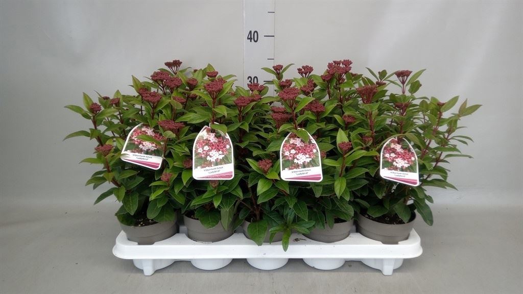 Viburnum Tinus 10cm