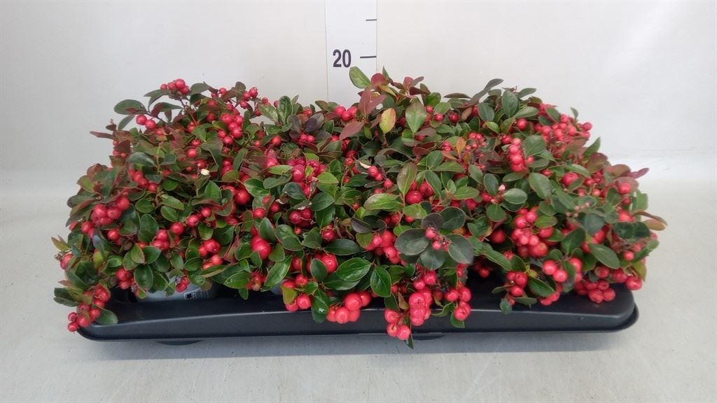 Gaultheria Procumbens 13Ø 25cm