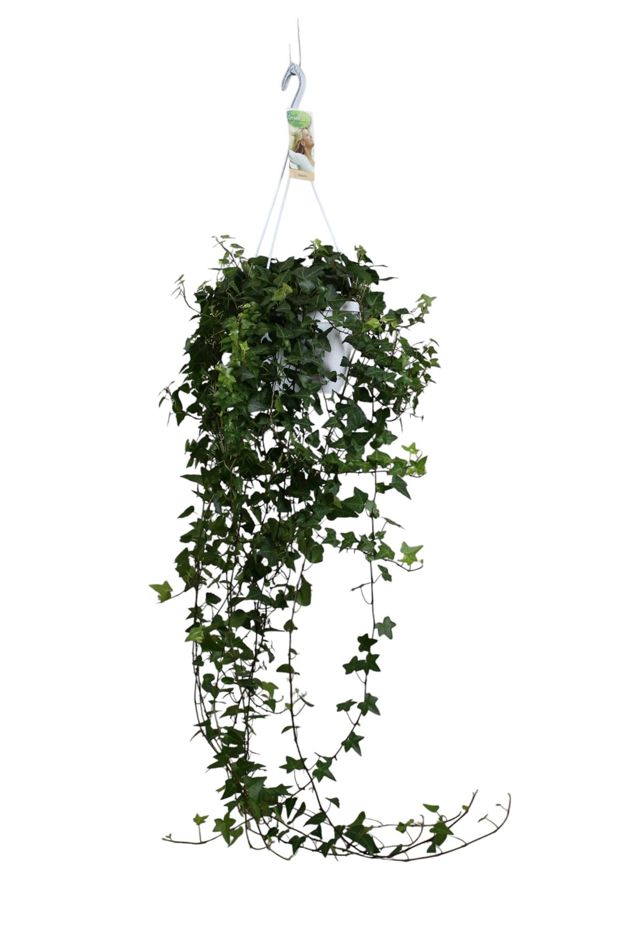 Hedera Helix Anna 17Ø 90cm