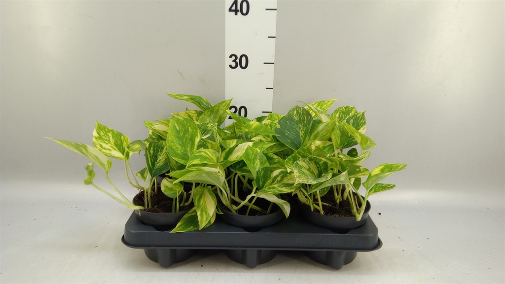 Epipr Hicolor 12Ø 20cm