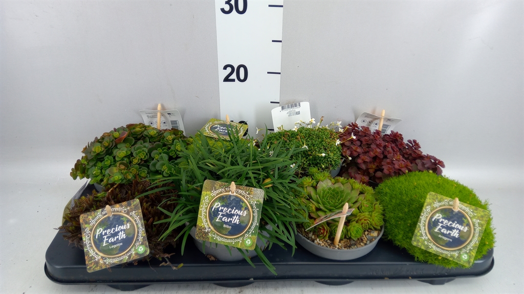 Rock Plants Mix 13Ø 15cm
