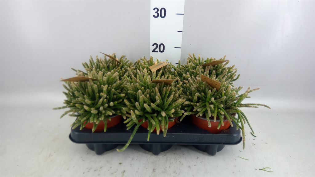 Rhipsalis Baccifera 12Ø 18cm