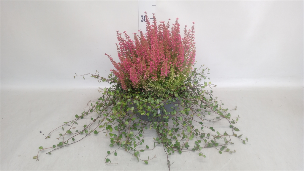 Erica Beauty Queen Margarethe 23Ø 40cm