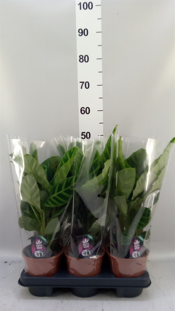 Calat Zebrina 14Ø 45cm