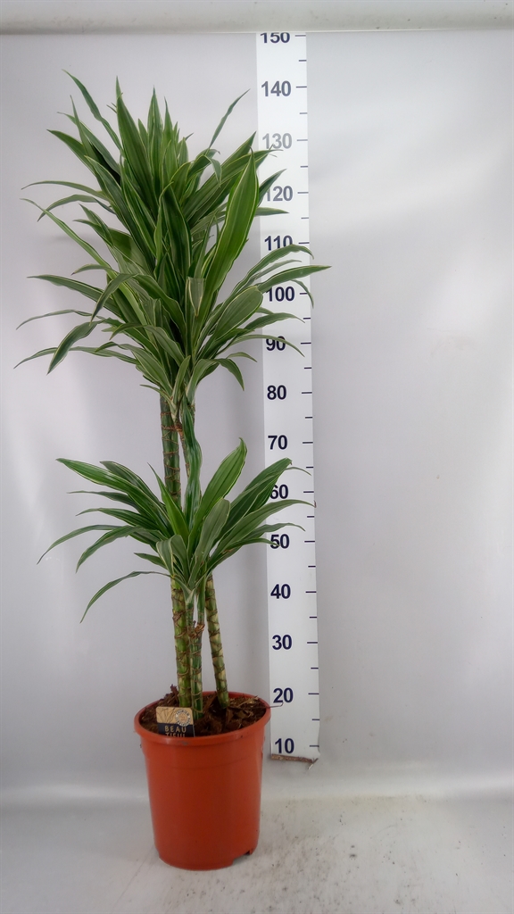 Dracaena Warneckei 24Ø 135cm