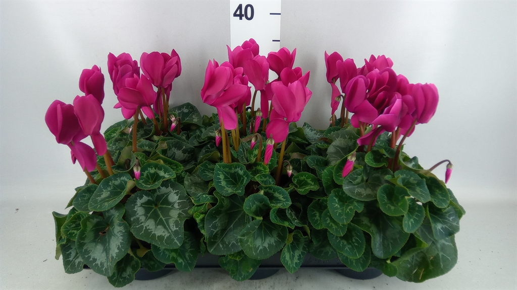 Cyclamen Super Serie Leopardo 13Ø 30cm