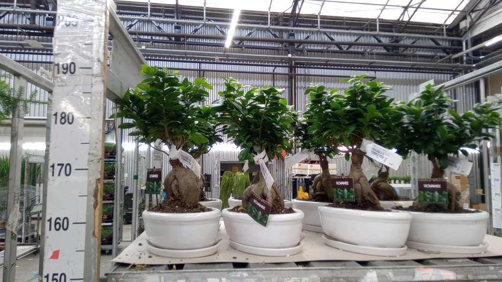 Ficus Microcarpa Ginseng 30Ø 40cm