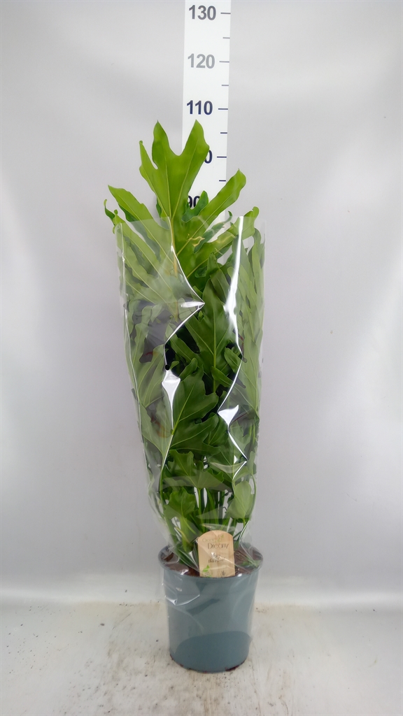 Phil Sel Little Hope 21Ø 75cm