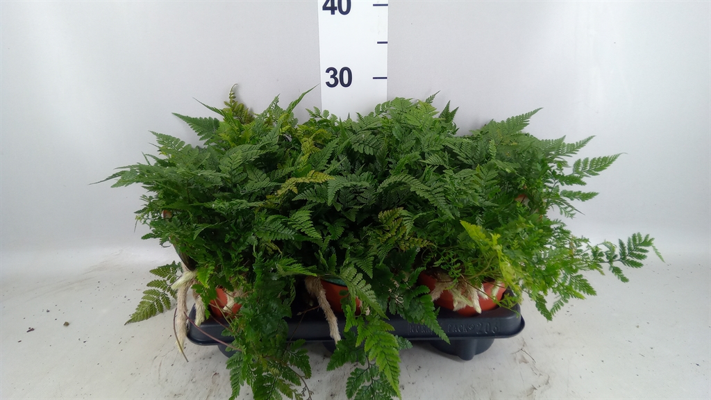 Humata Tyermannii 12Ø 30cm