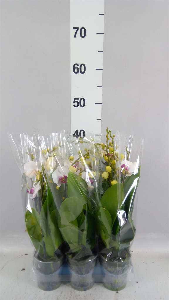 Phalaenopsis Multiflora Safe Haven 9Ø 35cm 2st