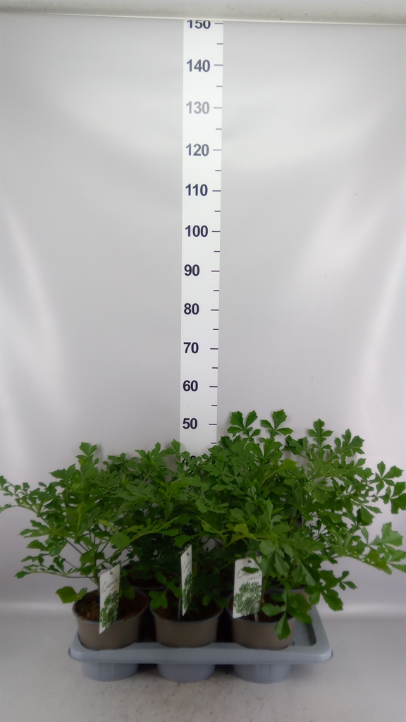 Cussonia 17Ø 50cm