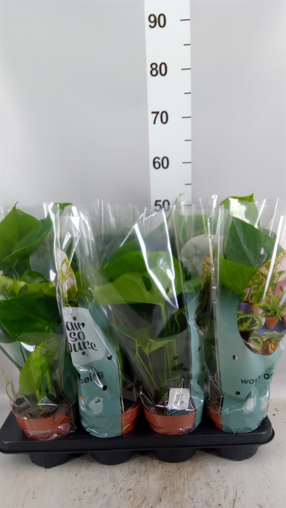 Monstera Deliciosa 14Ø 45cm