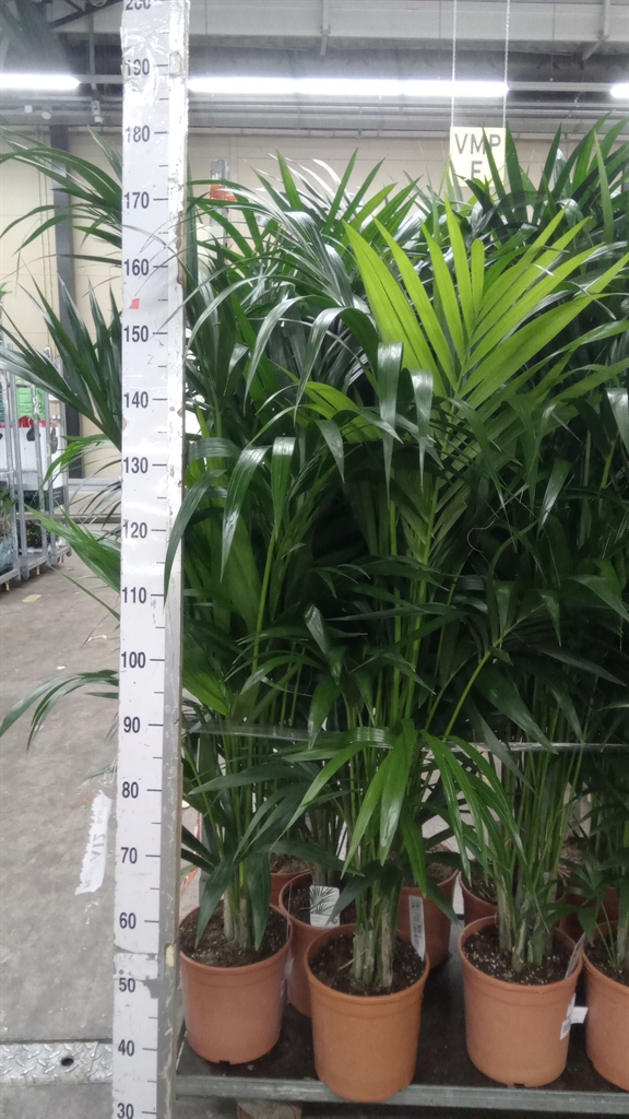 Howea Forsteriana 24Ø 170cm