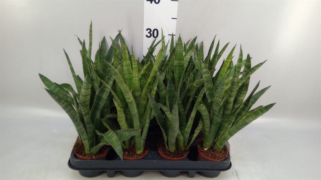 Sansevieria Greenline 8Ø 23cm