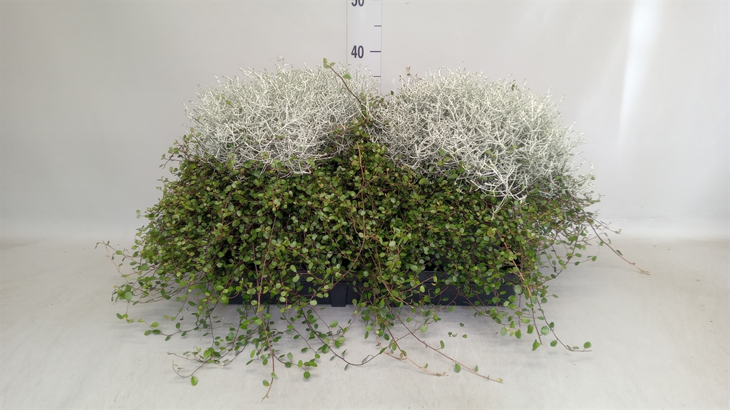 Leucophyta Brownii 23Ø 38cm