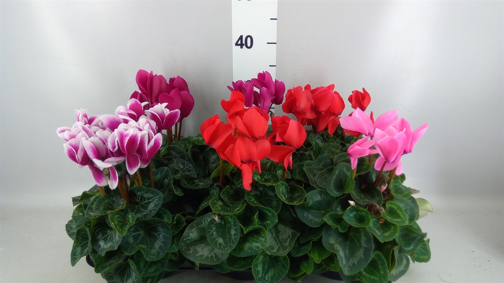 Cyclamen Super Serie Leopardo 13Ø 30cm