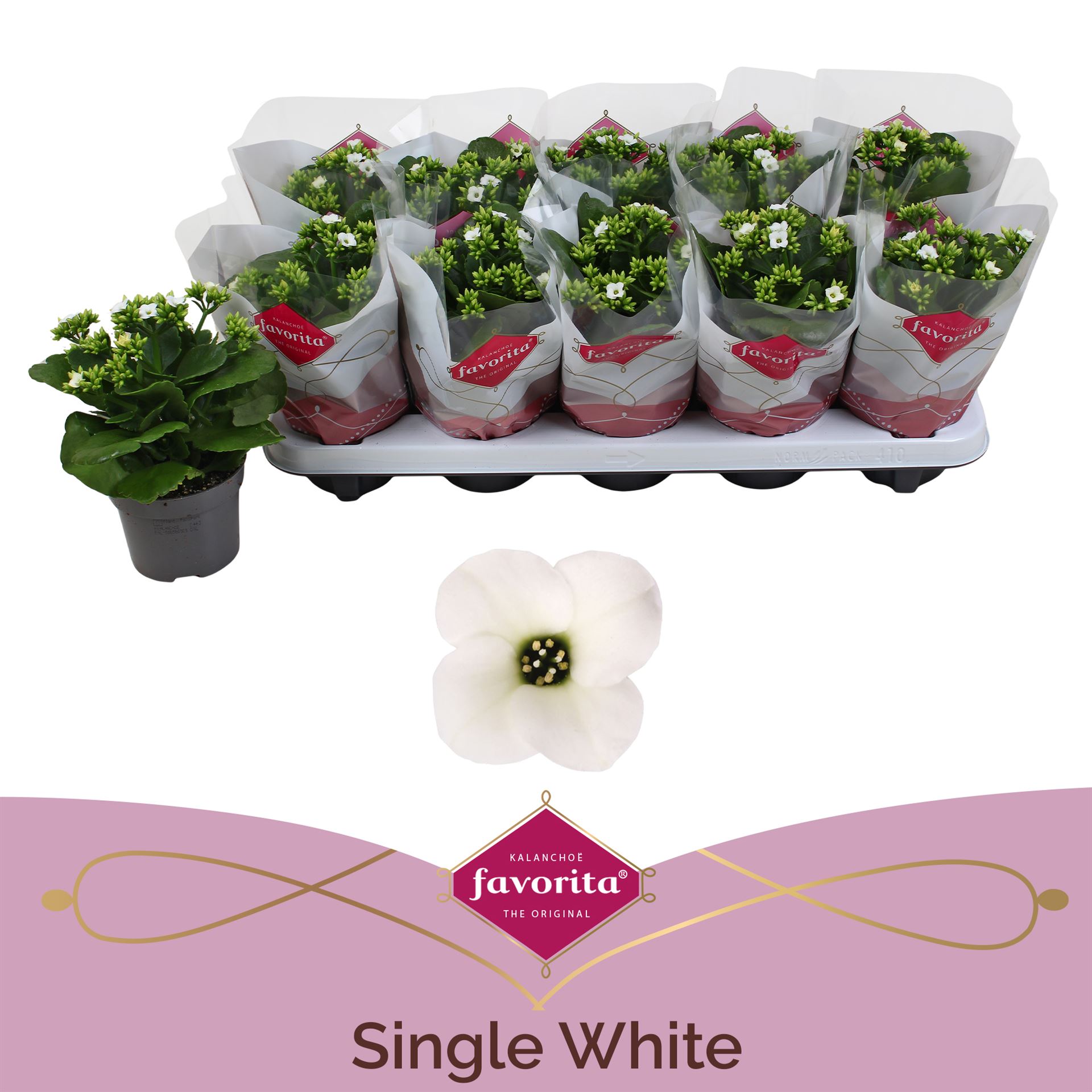 Kalanchoe Single Asteria White 10Ø 22cm